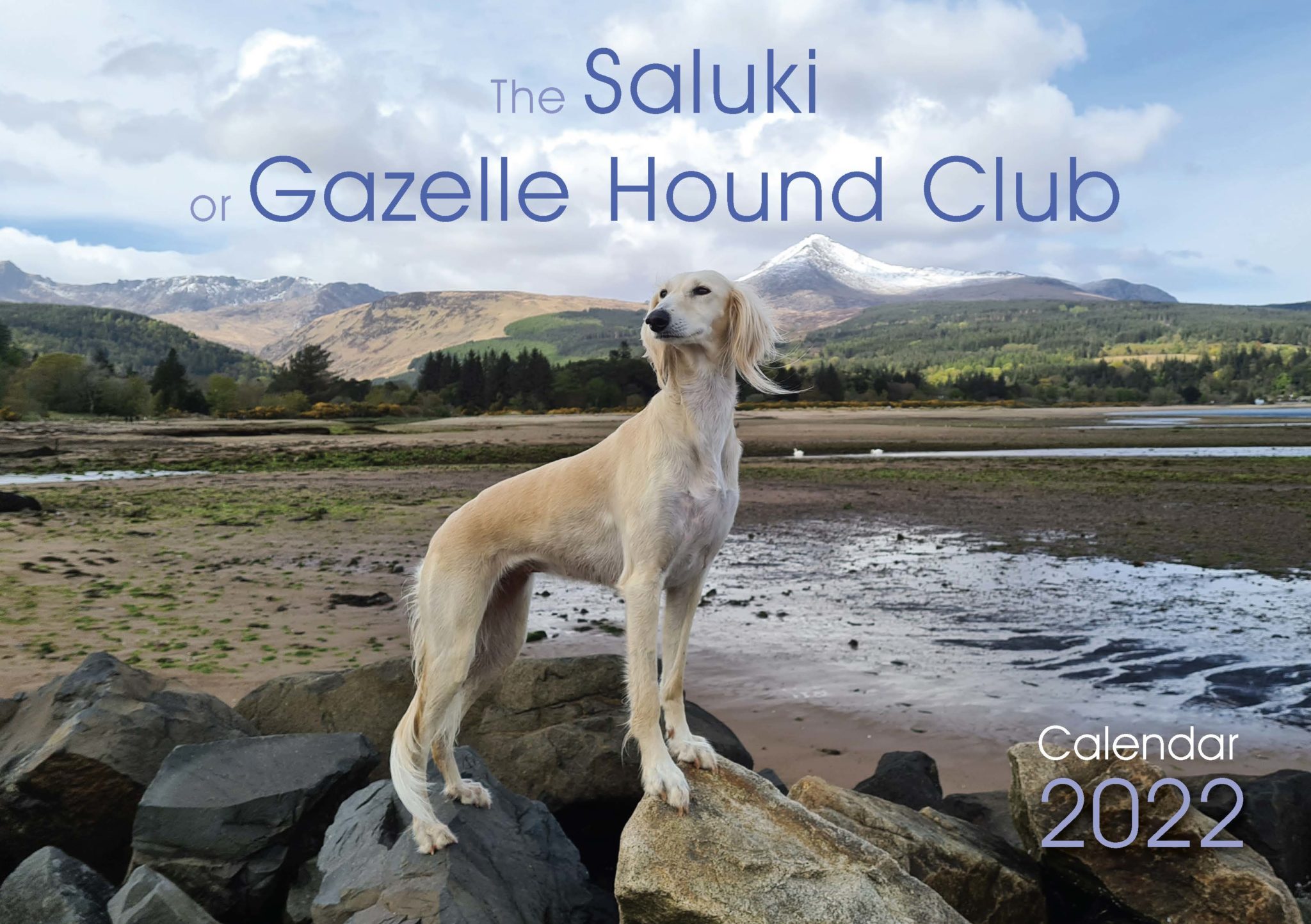 Saluki Gazelle Hound Club Calendar 2022