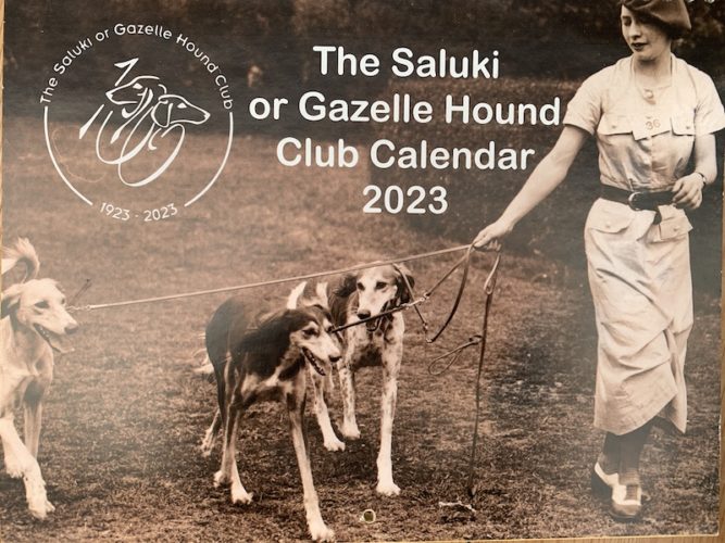 2024 SGHC Calendar Competition The Saluki or Gazelle Hound Club